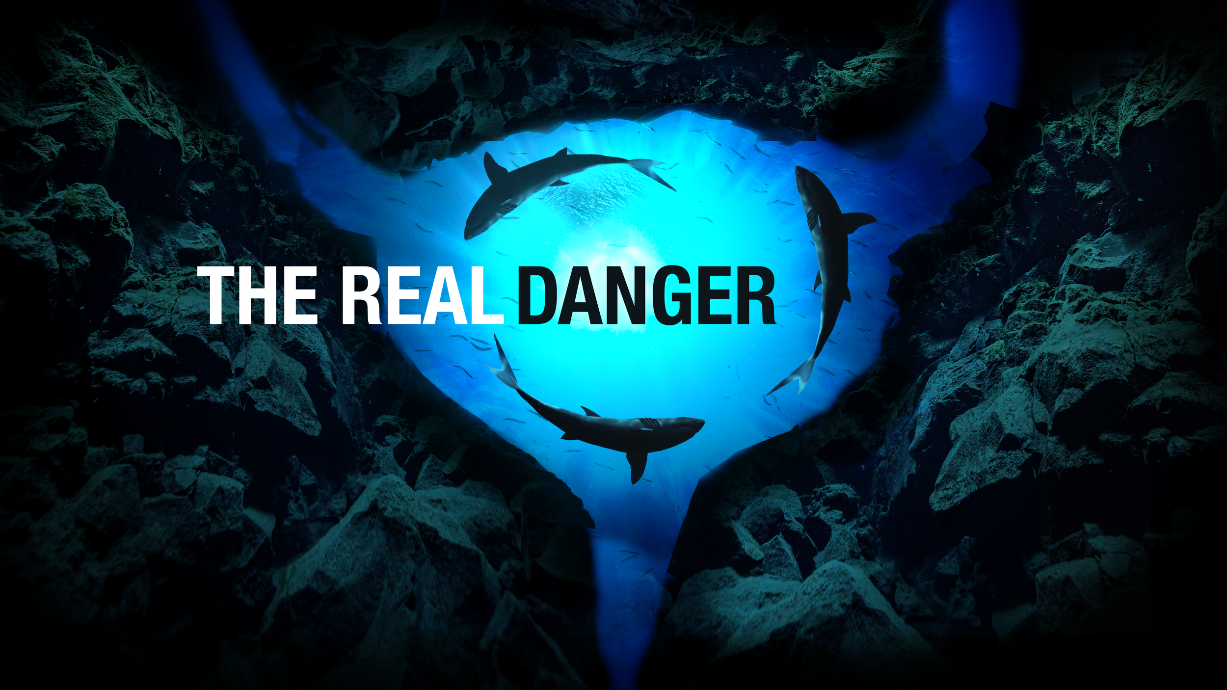 shark_bladder copy copy.png