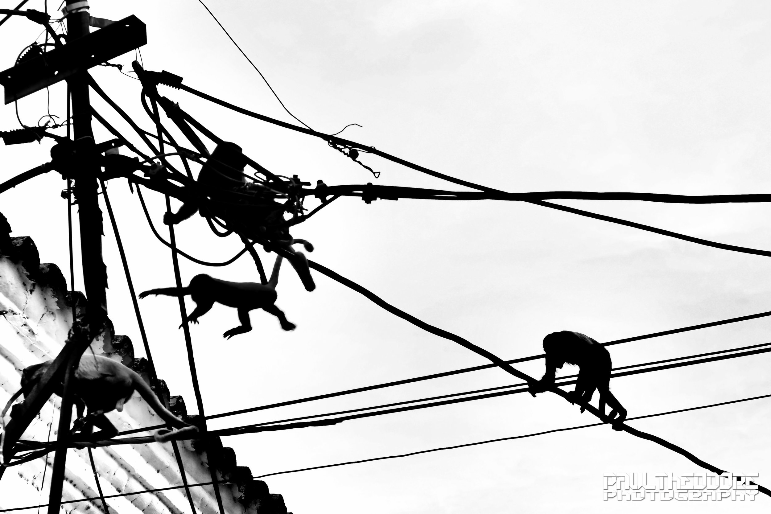 monkeys1_Colombia.jpg