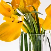 Rectangular Glass Vases