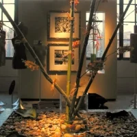 Larger Flower Displays