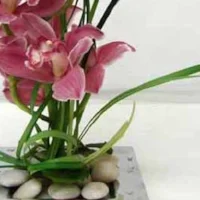 Cut Orchid Spectacular