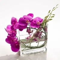 Latest / Modern Styles