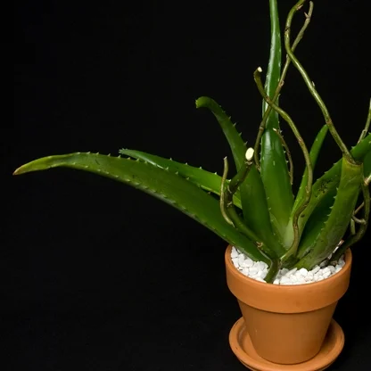 Aloe Vera.jpg