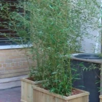 Outdoor Plants and Gardens