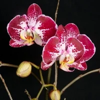 Orchid Plants