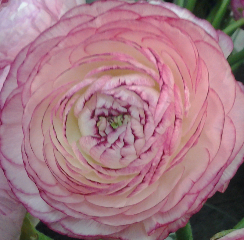 Ranunculus - Pink.jpg