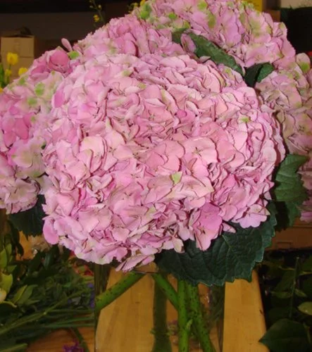 V033