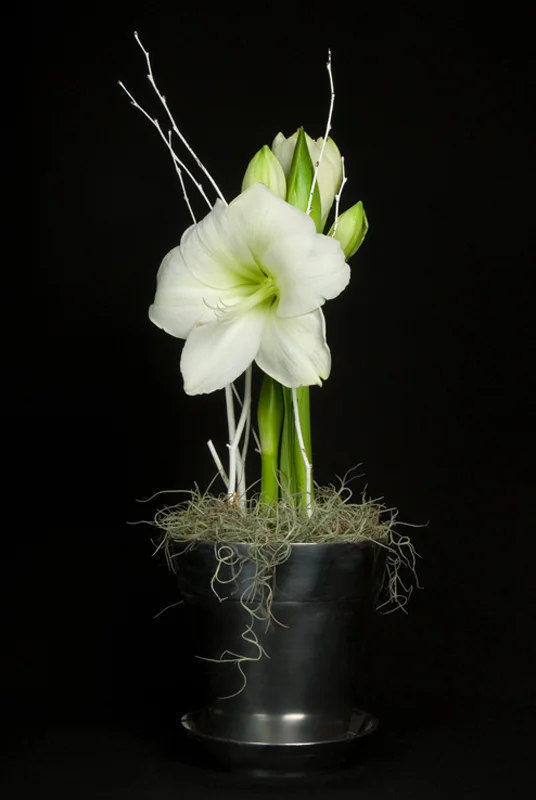Amaryllis - White