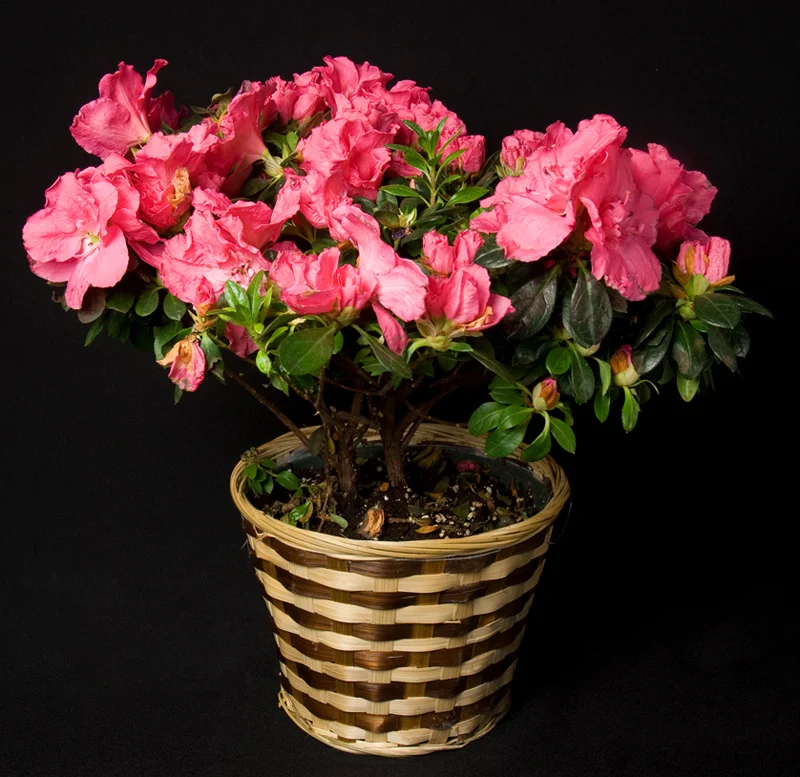 Azalea