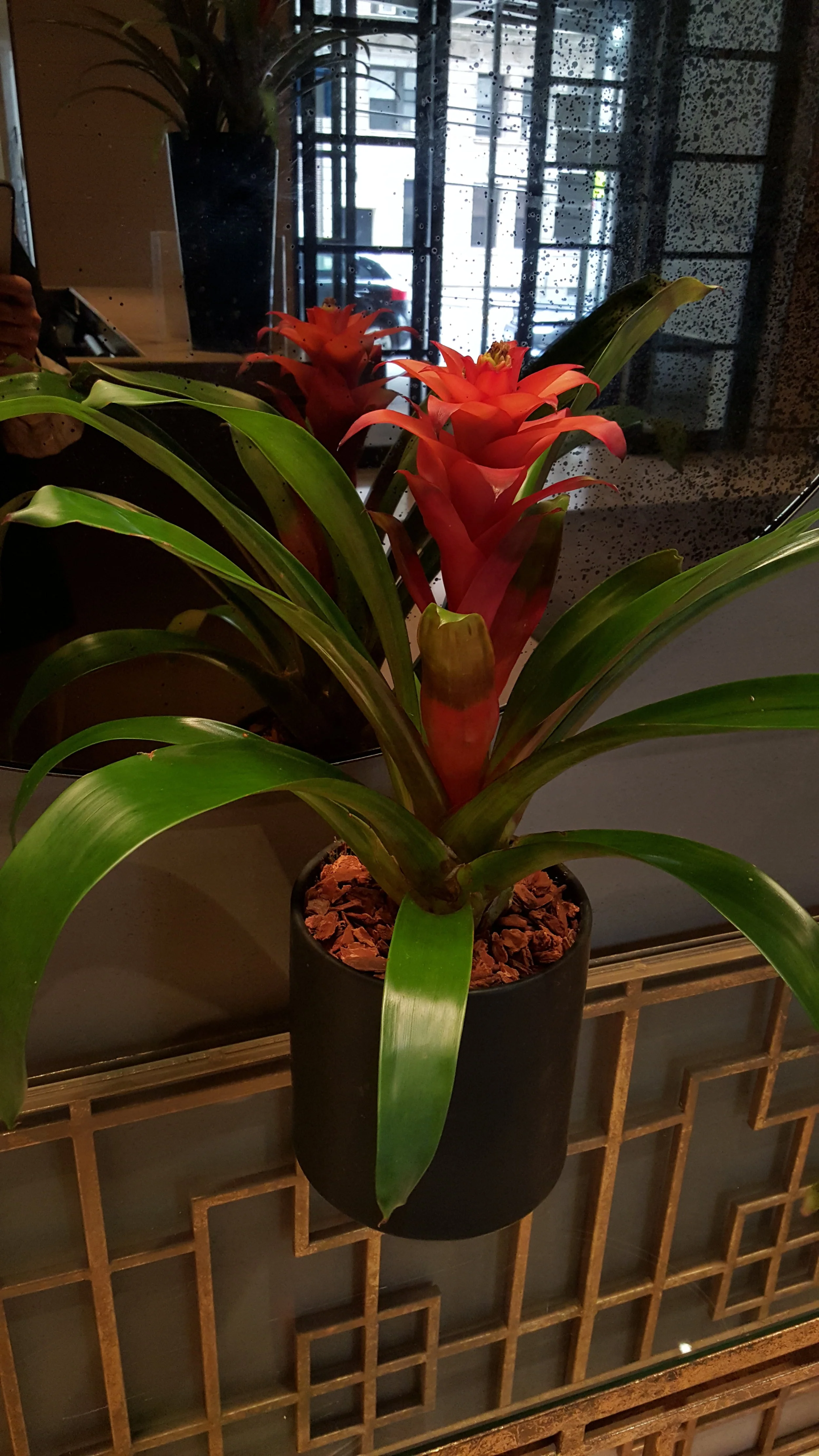Bromeliad 5