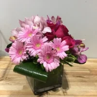 Blush Pink - Hot Pink