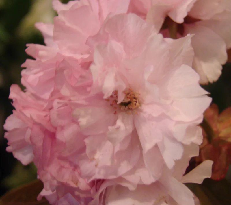 Cherry Blossom