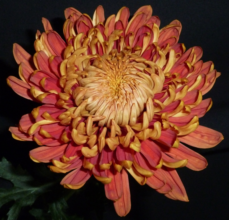 Chrysanthemum - Rust