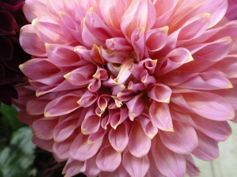 Dahlia - Blush