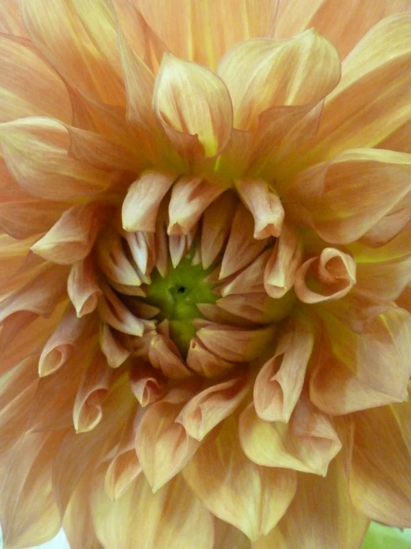 Dahlia - Creme
