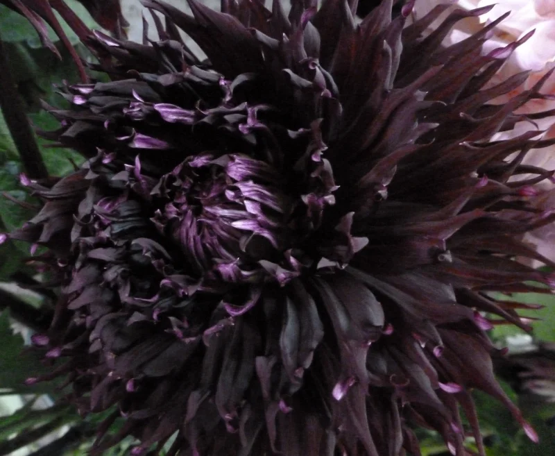 Dahlia - Eggplant