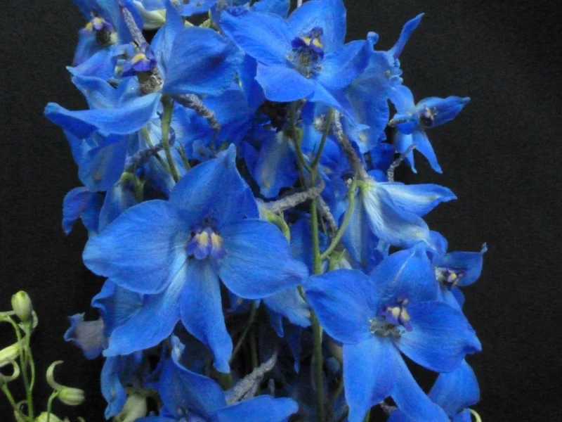Delphinium - Blue
