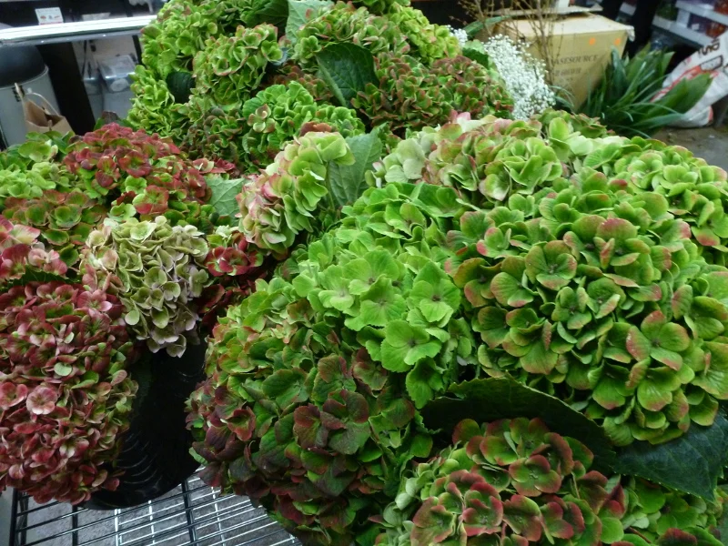 Hydrangea - Green Antique