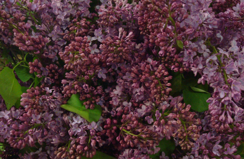 Lilac