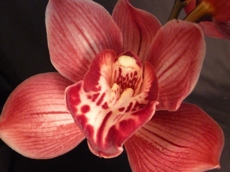 Cymbidium Orchid - Burgundy