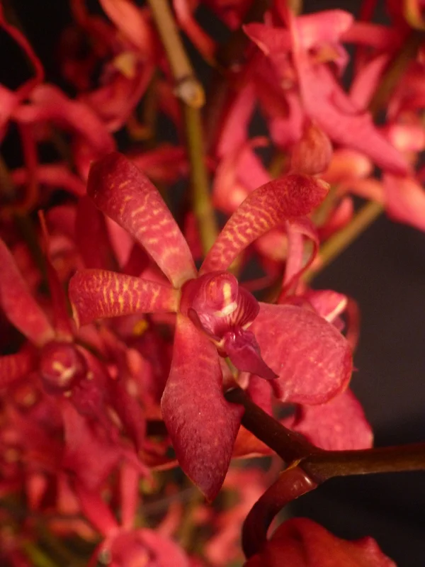 James Story Orchid