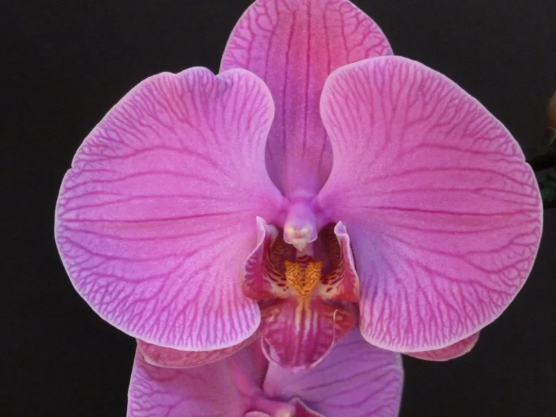 Phaleonopsis Orchid - Pink