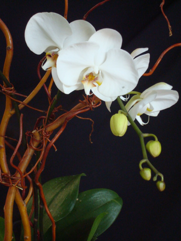 Phalaenopsis Orchid - White