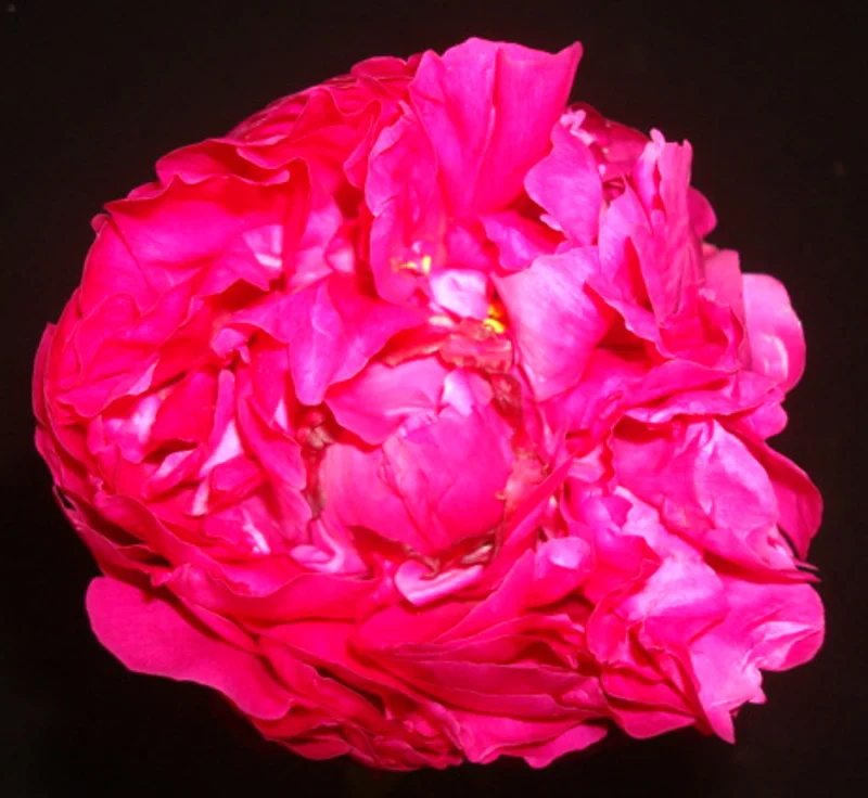 Peony - Coral Pink