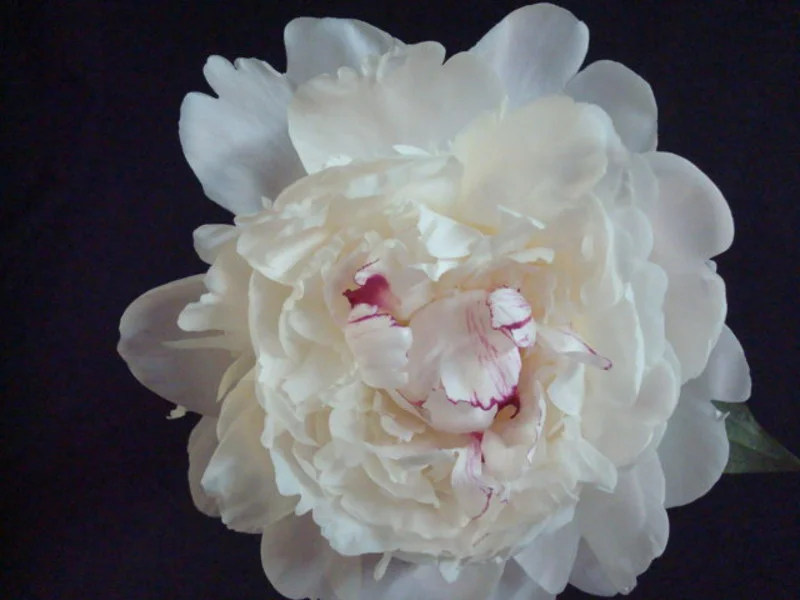 Peony - White