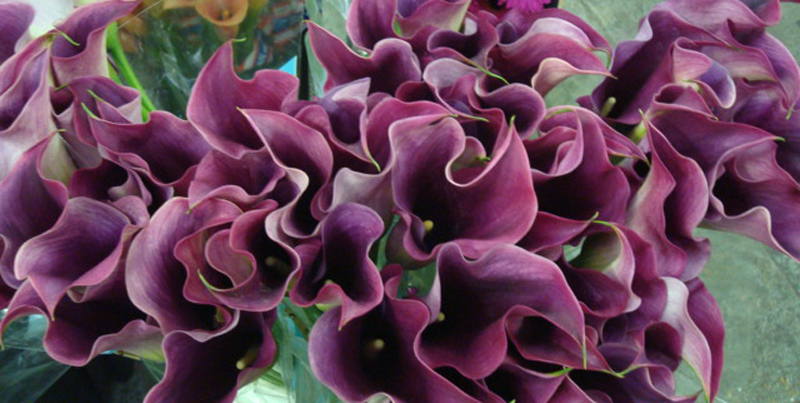 Mini Calla Lily - Plum