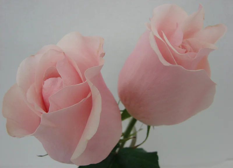 Rose - Titanic
