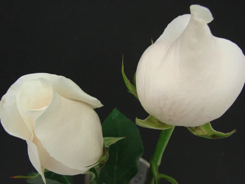 Rose - White Tibet