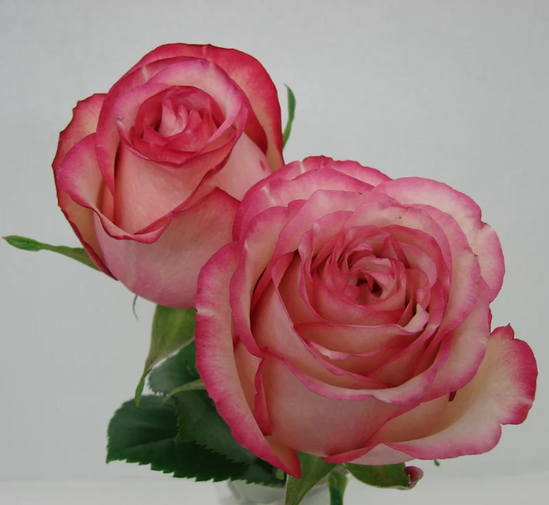 Rose - Carousel