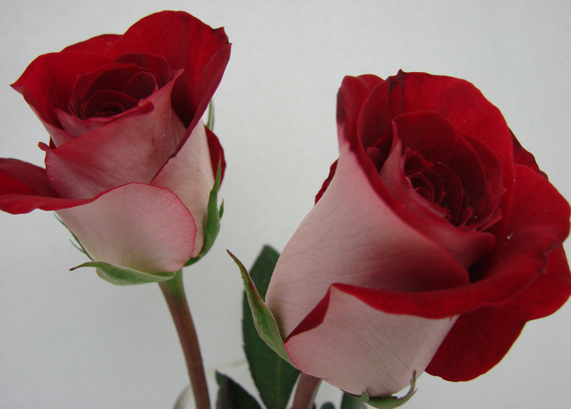 Rose - Luxor