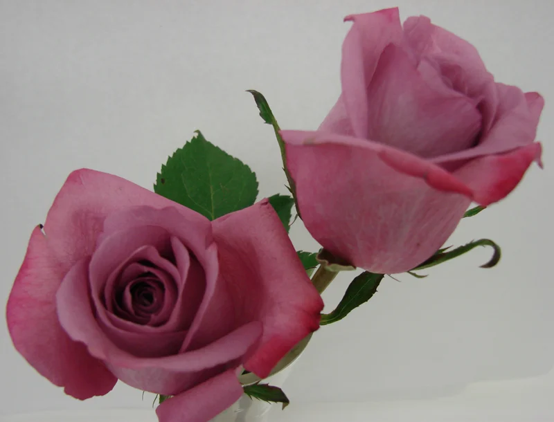 Rose - Lavender Cool Water