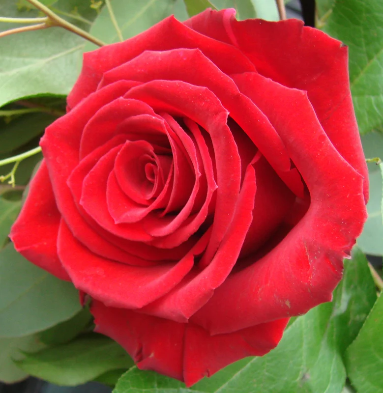 Rose - Red Freedom