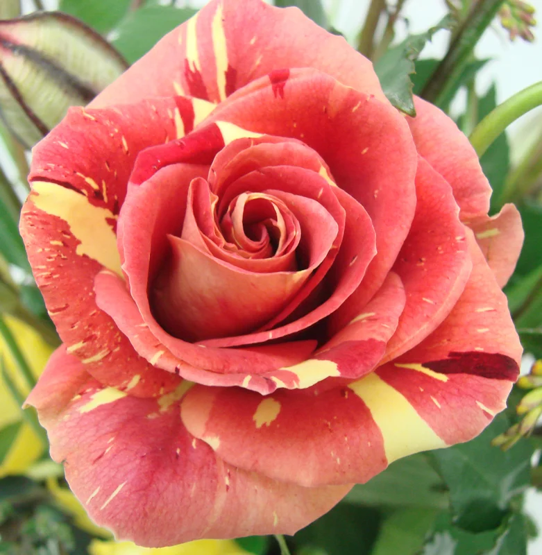 Rose - Bicolor 3