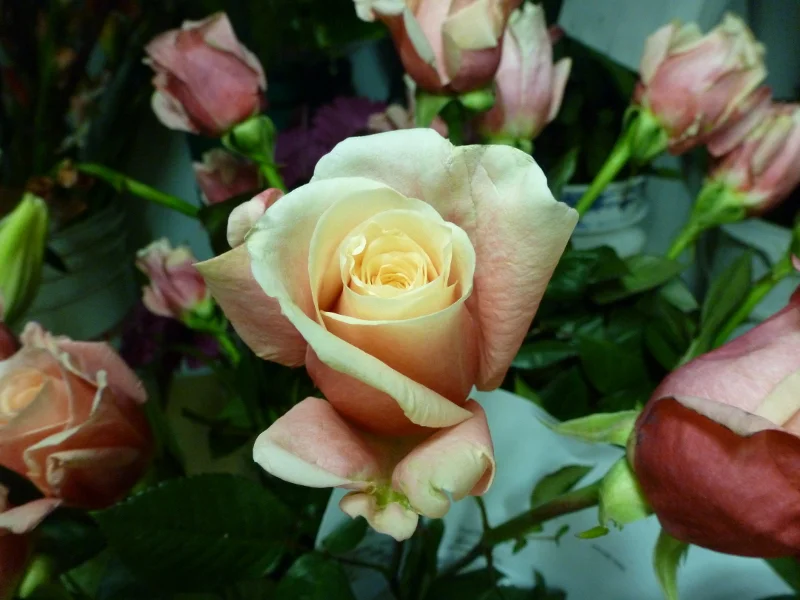 Rose - Mother of Pearl