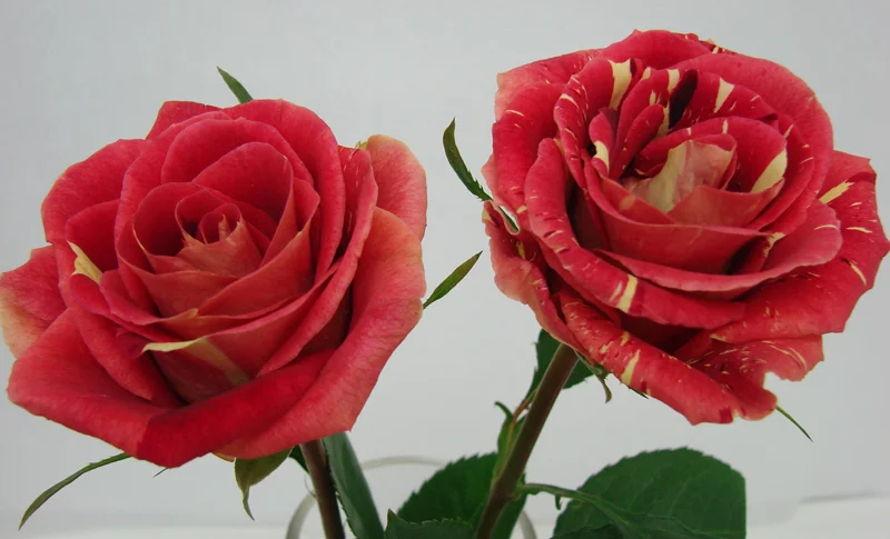 Rose - Bicolor 1