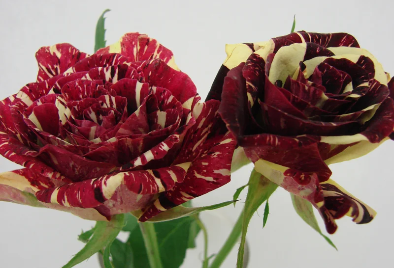 Rose - Bicolor 2