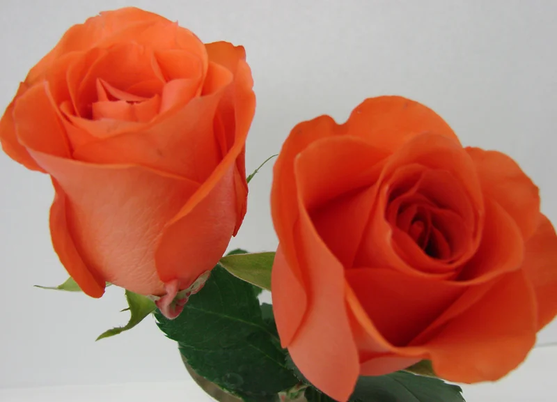 Rose - Orange Crush