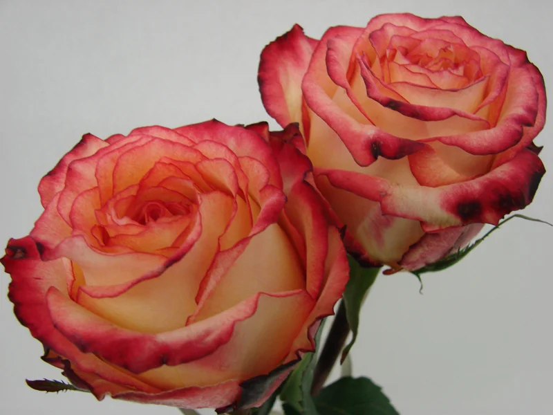 Rose - High Magic