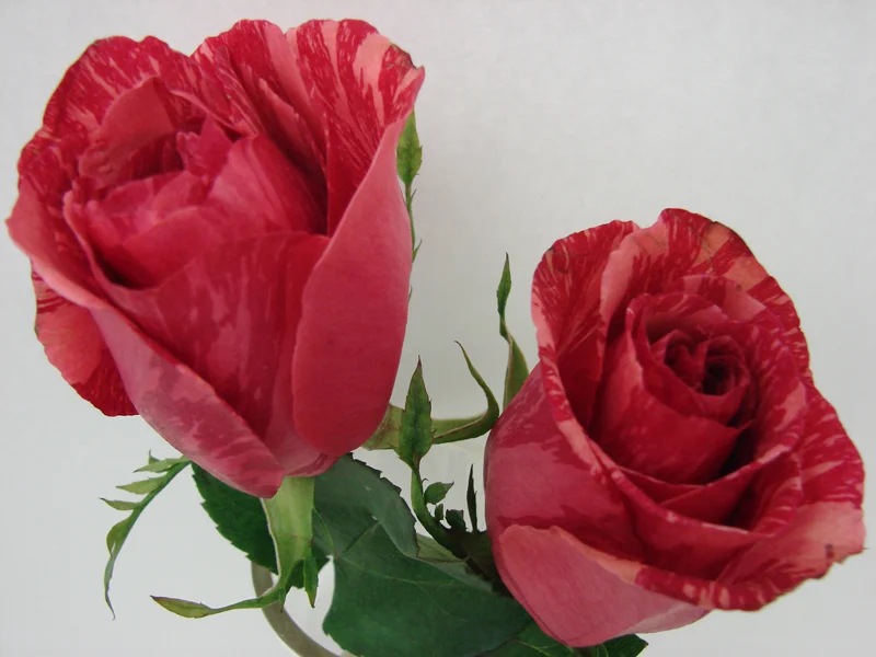 Rose - Bicolor 4