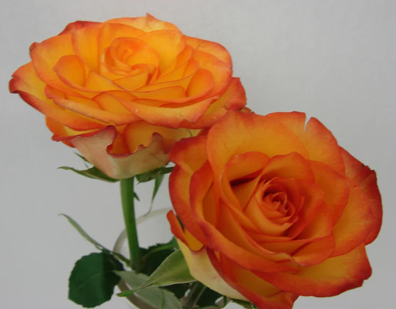 Rose - Circus