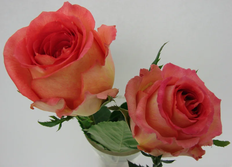 Rose - Free Spirit