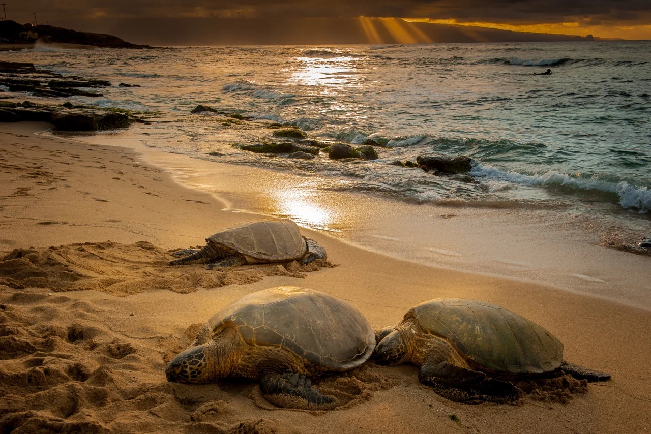 maui (1 of 1)-2.jpeg