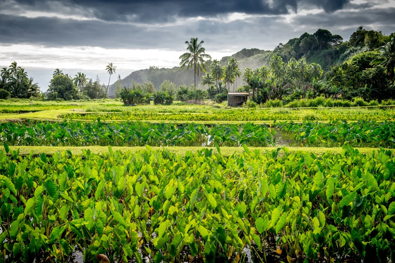 maui (1 of 1)-6.jpeg