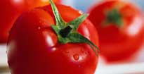 tomatoes_featured.jpg