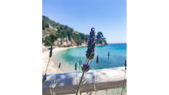 Lavender, a tried and true travel ally, growing on the Greek Island Alonnisos.