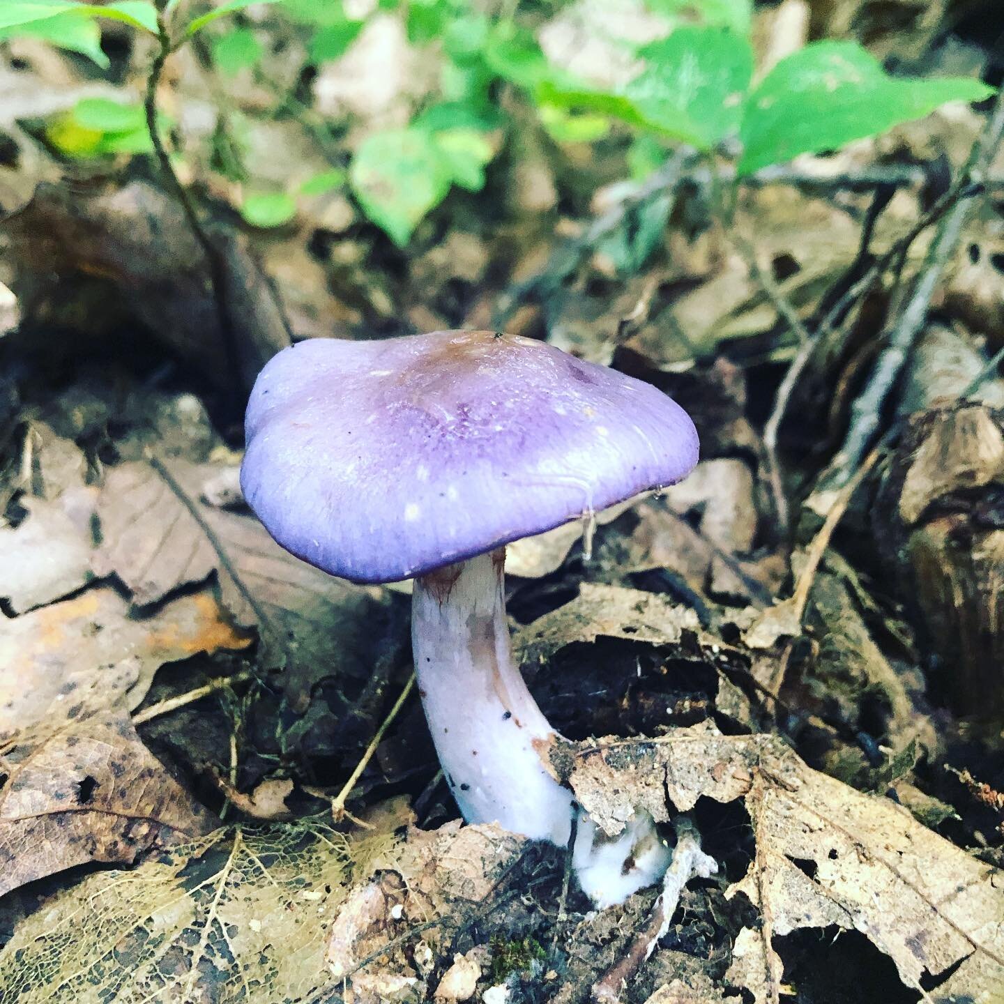 When I&rsquo;m hiking 🥾 I love finding new mushrooms 🍄. Sometimes When I get home I look in my mushroom encyclopedia &amp; TRY to figure out what kind they might be.
With 7 days of consecutive rain last week there were lots of new mushrooms sprouti